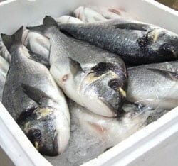 Les poissons les plus ou les moins contaminés par le mercure