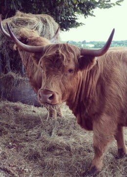 Agriculteur éleveur de vache