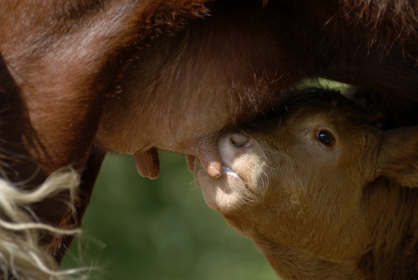 Veau qui tête du lait de vache - Crédit photo : fotolia/KD_65