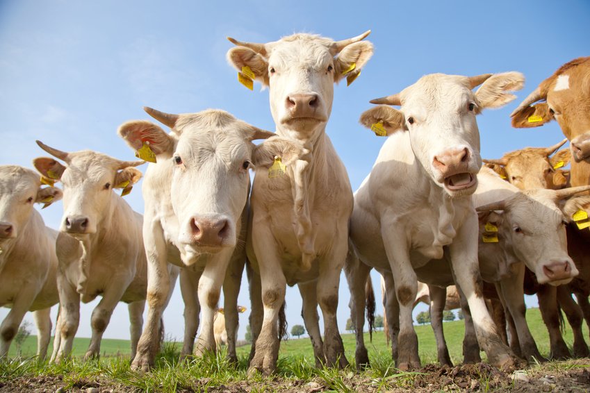 Vaches laitières / Crédit photo : fotolia/karepa