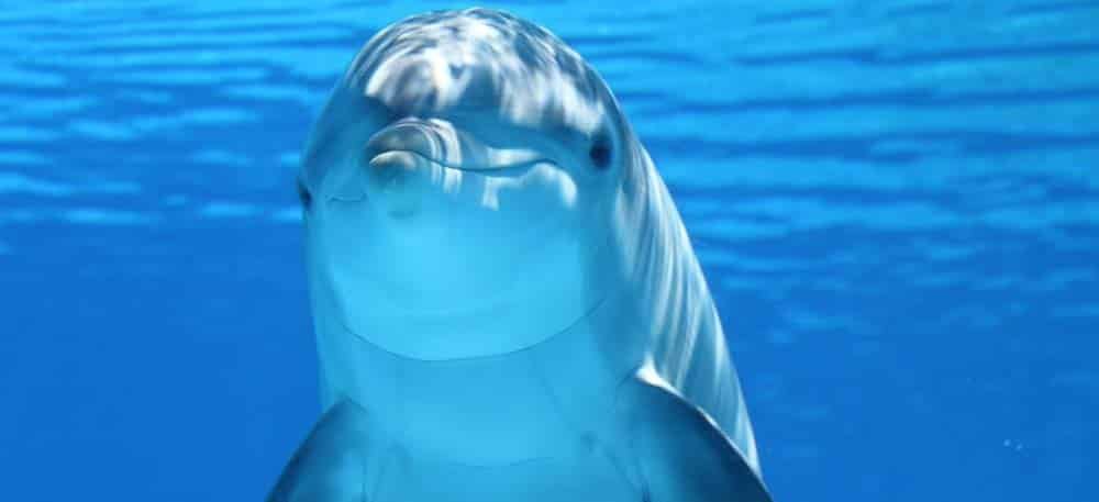 Annulation de l'arrêté préfectoral sur l'interdiction de reproduction des dauphins en captivité