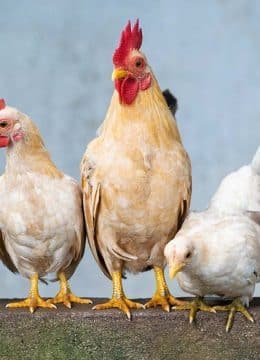 4 bonnes raisons d’avoir des poules